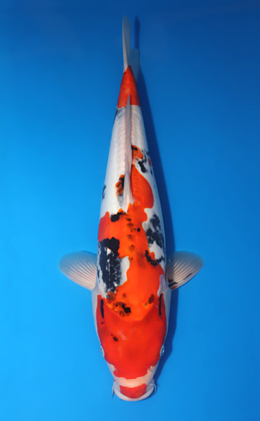 Doitsu Showa - koi #x0424m053