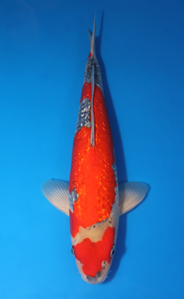 Ginrin Goshiki - koi #x0424m054