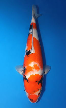 Showa - koi #x0424m055