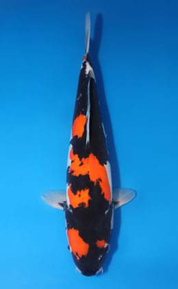 Doitsu Showa - koi #x0424m058