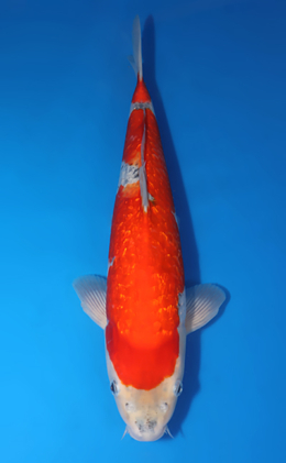 Ginrin Goshiki - koi #x0424m059