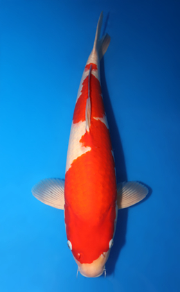 Kohaku - koi #x0424m060
