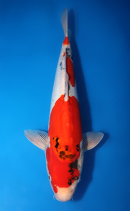 Doitsu Showa - koi #x0424m062
