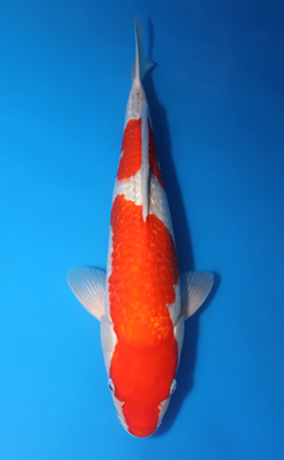 Ginrin Goshiki - koi #x0424m063