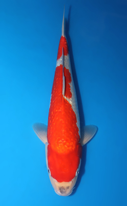 Ginrin Goshiki - koi #x0424m064