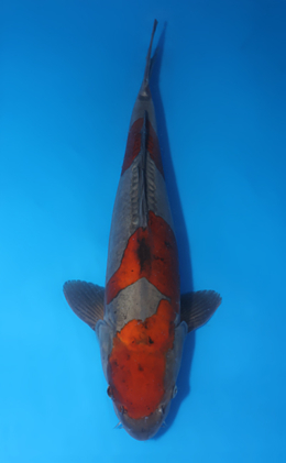 Doitsu Ochibashigure - koi #x0424m065