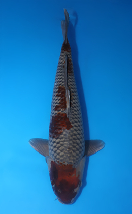 Ochibashigure - koi #x0424m068
