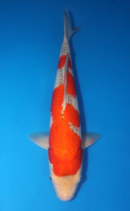 Goshiki - koi #x0424m071