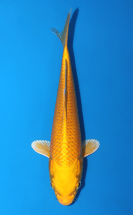Ogon - koi #x0428a001
