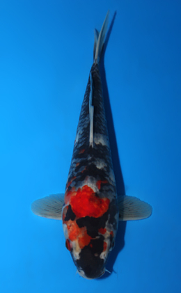 Showa - koi #x0428a002