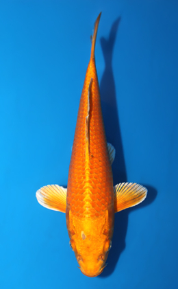 Ogon - koi #x0428a003