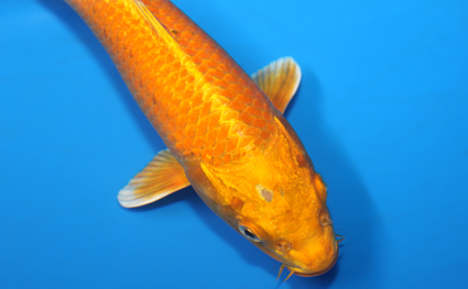 Ogon - koi #x0428a003 - Side View A