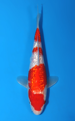 Ginrin Kohaku - koi #x0428a004