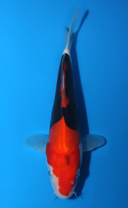 Beni Kumonryu - koi #x0428a005