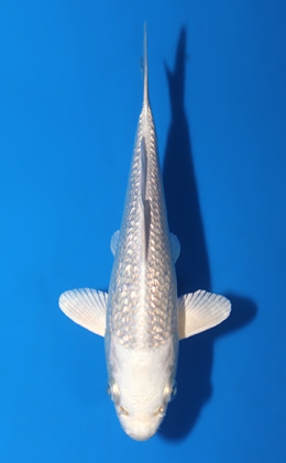 Ginrin Platium - koi #x0428a006