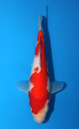 Kohaku - koi #x0428a007