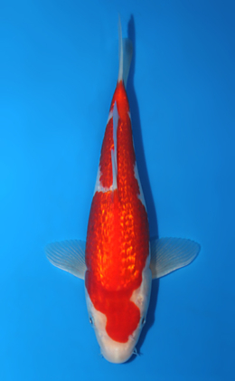 Ginrin Kohaku - koi #x0428a008