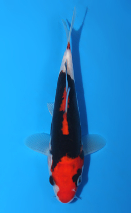 Beni Kumonryu - koi #x0428a009