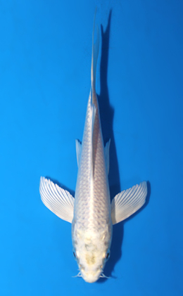 Hirenaga Platinum - koi #x0428a010