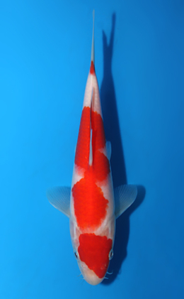 Kohaku - koi #x0428a011