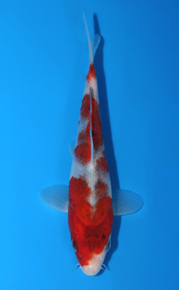 Aigoromo - koi #x0428a012