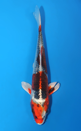 Kujyaku - koi #x0428a013