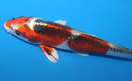 Kujyaku - koi #x0428a013 - Side View A