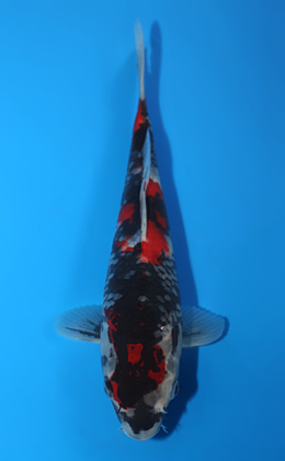 Showa - koi #x0428a014