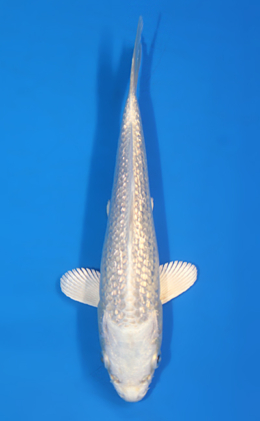 Ginrin Platium - koi #x0428a015
