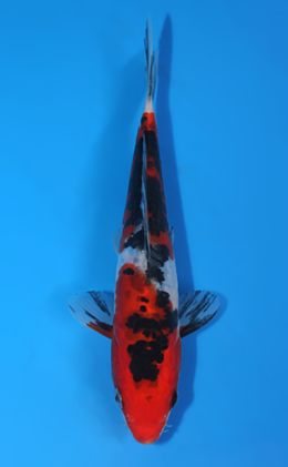 Doitsu Showa - koi #x0428a016