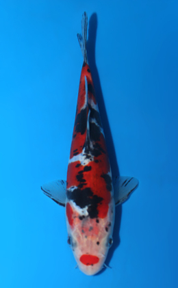 Doitsu Showa - koi #x0428a017