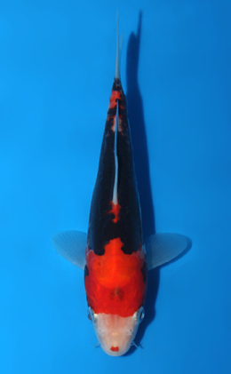 Beni Kumonryu - koi #x0428a018