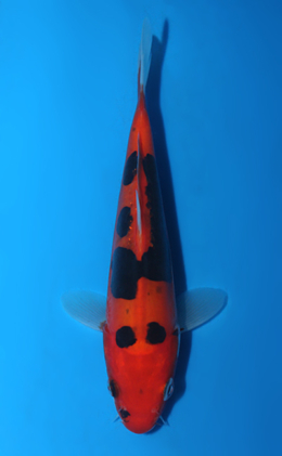 Beni Kumonryu - koi #x0428a019