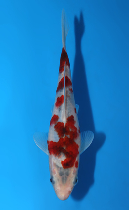 Aigoromo - koi #x0428a020