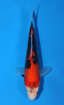 Beni Kumonryu - koi #x0428a021