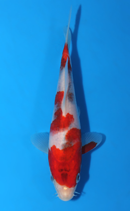 Aigoromo - koi #x0428a022