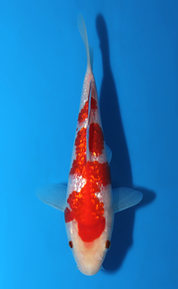 Ginrin Kohaku - koi #x0428a023
