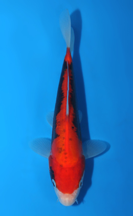 Beni Kumonryu - koi #x0428a024