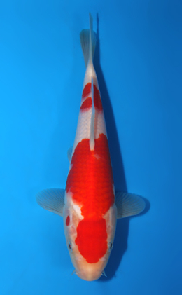 Kohaku - koi #x0428a025