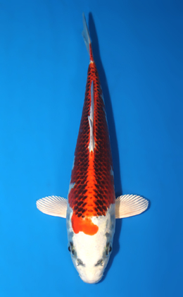 Kujyaku - koi #x0428a026