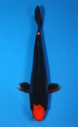 Beni Kumonryu - koi #x0428a027
