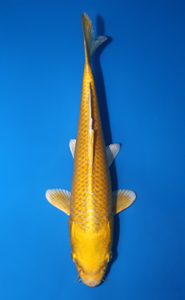 Ogon - koi #x0428a028