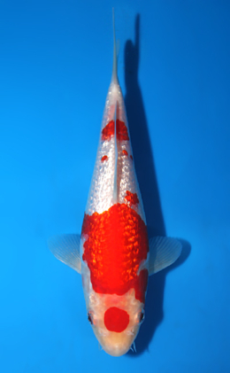 Ginrin Kohaku - koi #x0428a030