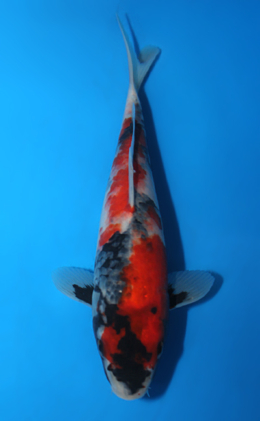 Showa - koi #x0428a031