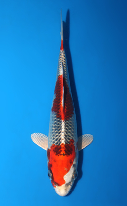 Kujyaku - koi #x0428a032