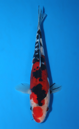 Doitsu Showa - koi #x0428a033