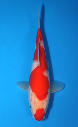 Kohaku - koi #x0428a034