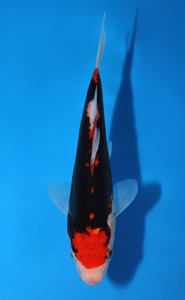 Beni Kumonryu - koi #x0428a035
