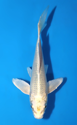 Hirenaga Platinum - koi #x0428a036