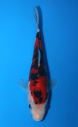 Doitsu Showa - koi #x0428a037
